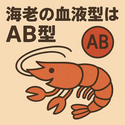 海老の血液型はAB型
